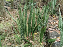 Photo 2 of Sansevieria trifasciata