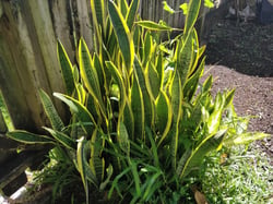 Photo 5 of Sansevieria trifasciata