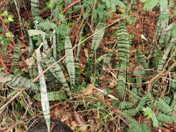 Photo 6 of Sansevieria trifasciata