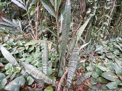 Photo 3 of Sansevieria trifasciata