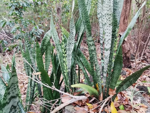 Photo 1 of Sansevieria trifasciata