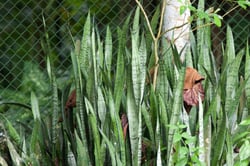 Photo 4 of Sansevieria trifasciata