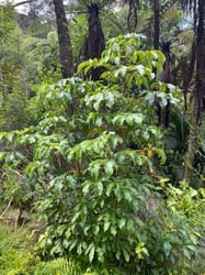 Photo 3 of Schefflera spp.