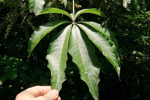 Photo 1 of Schefflera spp.