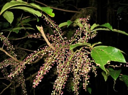 Photo 8 of Schefflera spp.