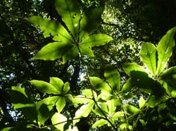 Photo 6 of Schefflera spp.