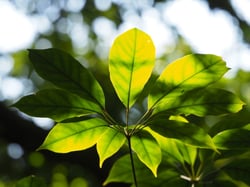 Photo 4 of Schefflera spp.