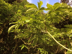Photo 9 of Schefflera spp.