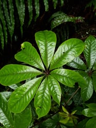 Photo 2 of Schefflera spp.
