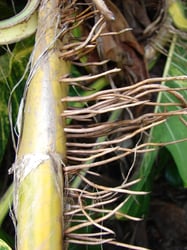 Photo 4 of Scindapsus aureus