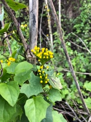 Photo 7 of Senecio mikanioides