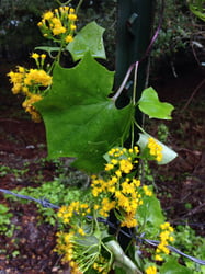 Photo 3 of Senecio mikanioides