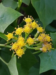 Photo 6 of Senecio mikanioides