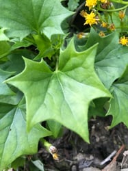 Photo 2 of Senecio mikanioides