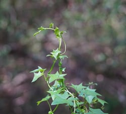 Photo 4 of Senecio mikanioides