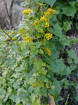 Photo 1 of Senecio mikanioides