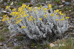 Photo 4 of Senecio spp.
