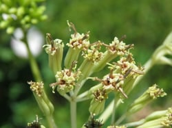 Photo 6 of Senecio spp.