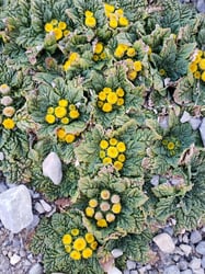 Photo 7 of Senecio spp.