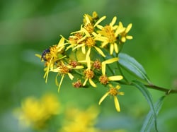 Photo 2 of Senecio spp.