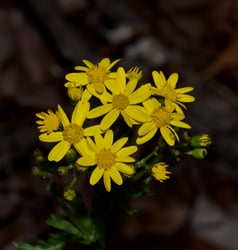 Photo 5 of Senecio spp.