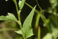 Photo 3 of Senecio spp.