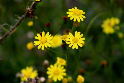 Photo 1 of Senecio spp.