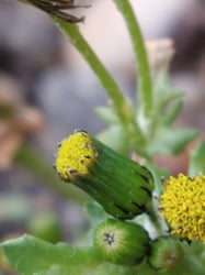 Photo 3 of Senecio vulgaris