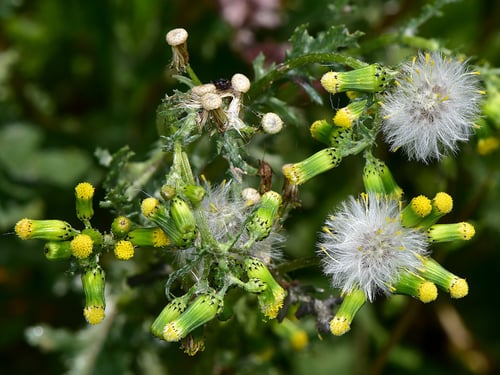 Photo 1 of Senecio vulgaris