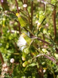 Photo 4 of Senecio vulgaris