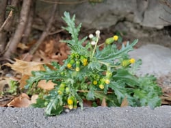 Photo 2 of Senecio vulgaris