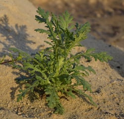 Photo 5 of Senecio vulgaris