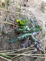 Photo 6 of Senecio vulgaris