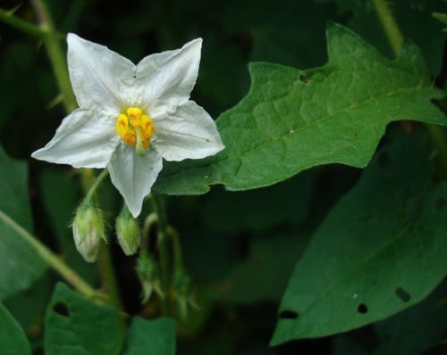 Photo 1 of Solanum carolinense