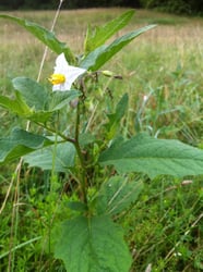 Photo 5 of Solanum carolinense