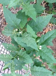 Photo 6 of Solanum carolinense