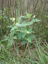 Photo 3 of Solanum carolinense