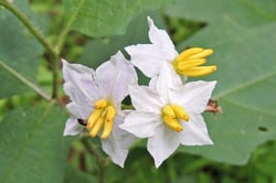 Photo 7 of Solanum carolinense