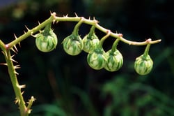 Photo 8 of Solanum carolinense