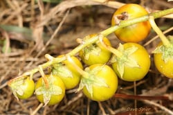 Photo 2 of Solanum carolinense