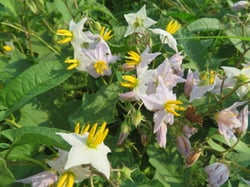 Photo 4 of Solanum carolinense