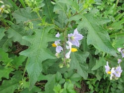 Photo 9 of Solanum carolinense