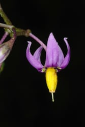 Photo 3 of Solanum dulcamara