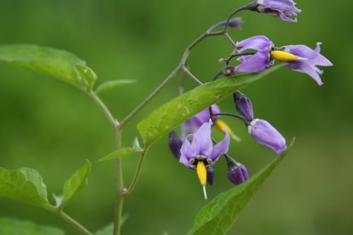 Photo 1 of Solanum dulcamara