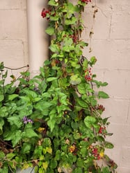 Photo 9 of Solanum dulcamara
