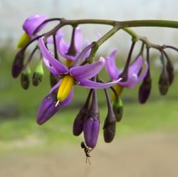 Photo 5 of Solanum dulcamara