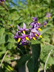 Photo 7 of Solanum dulcamara