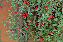 Photo 4 of Solanum dulcamara