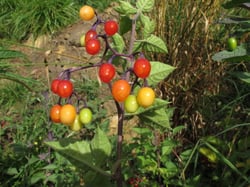 Photo 2 of Solanum dulcamara