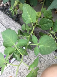 Photo 6 of Solanum dulcamara